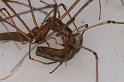 Tetragnatha_bituberculata_D7909_D_89_North Stradbroke island_Australie